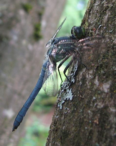 Photo of Erythemis collocata by Rosemary Taylor